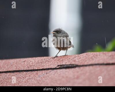 jeune redstart en attente de mère oiseau Banque D'Images