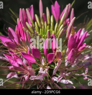 Fleur de Cléome communément connue sous le nom de fleurs d'araignée, plantes d'araignée, mauvaises herbes d'araignée. Banque D'Images