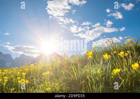 Fleurs jaunes alpines dans les montagnes, à contre-jour avec le soleil et le ciel bleu, Agordino, Dolomites, Belluno, Vénétie, Italie Banque D'Images