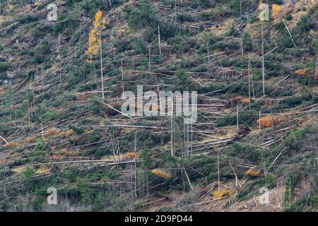 S'est écrasé des arbres et a défriché des forêts après le passage de la tempête de Vaia au-dessus des Dolomites, automne 2018, Belluno, Vénétie, Italie, Europe Banque D'Images