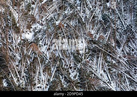 S'est écrasé des arbres et a défriché des forêts après le passage de la tempête de Vaia au-dessus des Dolomites, automne 2018, Livinallongo del Col di Lana, Belluno, Vénétie, Italie. Europe Banque D'Images