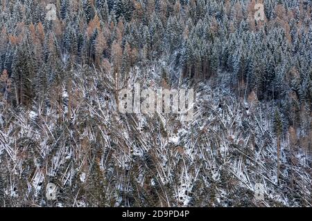 S'est écrasé des arbres et a défriché des forêts après le passage de la tempête de Vaia au-dessus des Dolomites, automne 2018, Livinallongo del Col di Lana, Belluno, Vénétie, Italie. Europe Banque D'Images