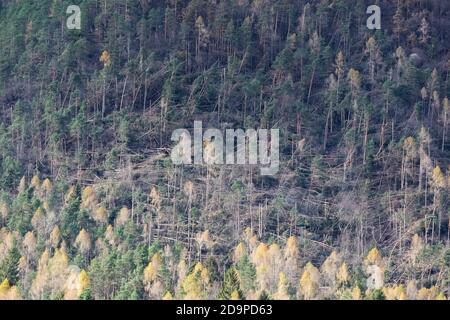 S'est écrasé des arbres et a défriché des forêts après le passage de la tempête de Vaia au-dessus des Dolomites, automne 2018, Belluno, Vénétie, Italie, Europe Banque D'Images