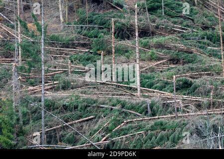 S'est écrasé des arbres et a défriché des forêts après le passage de la tempête de Vaia au-dessus des Dolomites, automne 2018, Belluno, Vénétie, Italie, Europe Banque D'Images