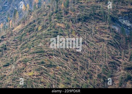 S'est écrasé des arbres et a défriché des forêts après le passage de la tempête de Vaia au-dessus des Dolomites, automne 2018, Belluno, Vénétie, Italie, Europe Banque D'Images