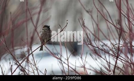 Un moineau solitaire repose sur une branche d'arbre contre flou arrière-plan Banque D'Images