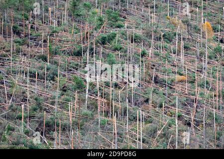 S'est écrasé des arbres et a défriché des forêts après le passage de la tempête de Vaia au-dessus des Dolomites, automne 2018, Belluno, Vénétie, Italie, Europe Banque D'Images