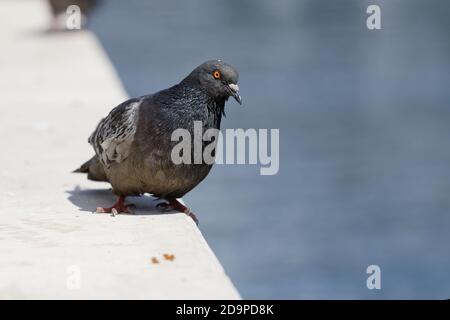 Pigeon assis sur la balustrade et regardant vers le bas sur le eau Banque D'Images