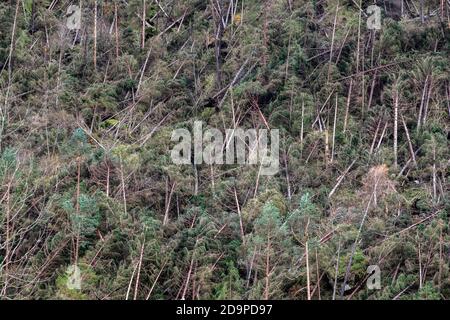 S'est écrasé des arbres et a défriché des forêts après le passage de la tempête de Vaia au-dessus des Dolomites, automne 2018, Belluno, Vénétie, Italie, Europe Banque D'Images