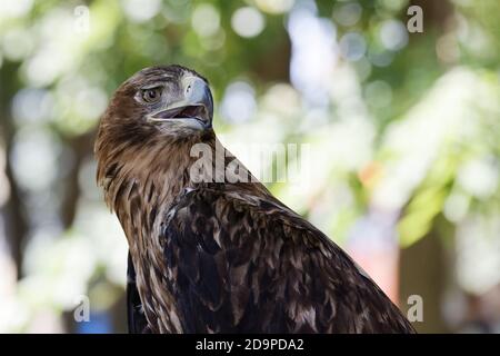 Portrait d'un aigle avec un look fier et piquant sur un arrière-plan flou Banque D'Images