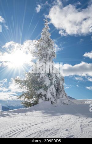 mélèze recouvert de neige le lendemain de la tempête, col de valparola, livinallongo del col di lana, belluno, vénétie, italie Banque D'Images