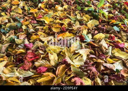Magnifique automne couvrant le fond de feuilles jaunes, vertes et rouges sur le campus de l'université, Dublin, Irlande. Beaucoup de feuilles mortes Banque D'Images