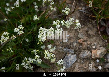 Inflorescence blanche de saxatile de Galium Banque D'Images