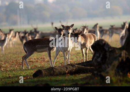 Londres, Royaume-Uni. 7 novembre 2020. Un début doux pour le week-end d'hiver, alors que les Londoniens se réveillent pour le premier week-end du deuxième confinement du coronavirus. Crédit : Liam Asman/Alay Live News Banque D'Images