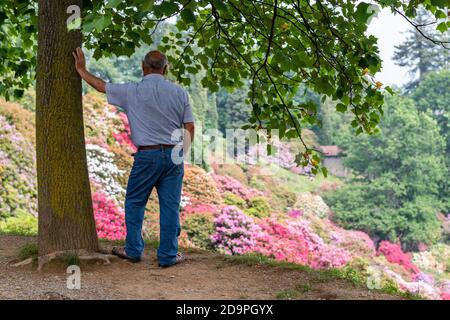 La vallée des rhododendrons dans le parc de Burcina dans la province de Biella, Piémont, Italie Banque D'Images