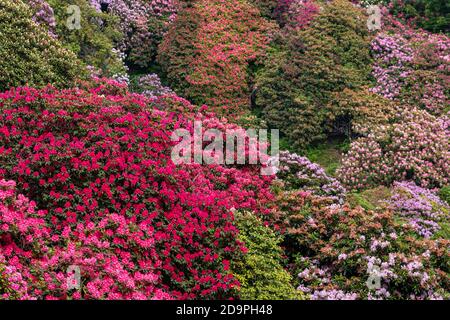 La vallée des rhododendrons dans le parc de Burcina dans la province de Biella, Piémont, Italie Banque D'Images