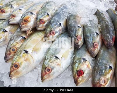 gros plan de poissons de maquereau frais sur glace au supermarché Banque D'Images