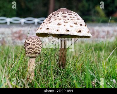 Champignons parasol immatures et matures (Nacrompeiota procera) poussant dans les prairies, montrant des stades de maturation et la grande calotte en forme de dôme. Banque D'Images