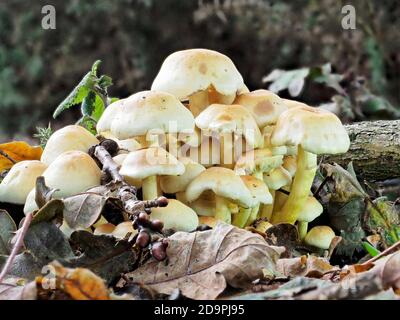 Une souche de tabourets de crapaud aqueux Hypholoma (Psathyrella hydrophila) poussant sur le bois en décomposition et partiellement enterré. Banque D'Images