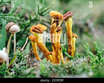 Peut-être Craterellus tubaeformis (anciennement Cantharellus tubaeformis) , également connu sous le nom de jaunâtre, champignon d'hiver, ou chanterelle d'entonnoir. Banque D'Images