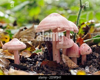 Tabourets de crapaud rosé (Mycena rosea) poussant dans la litière de feuilles sur un sol boisé. Banque D'Images