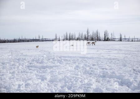 Deux chiens samoyés pourchassant deux rennes fuyés, Yamalo-Nenets Autonomous Okrug, Russie Banque D'Images