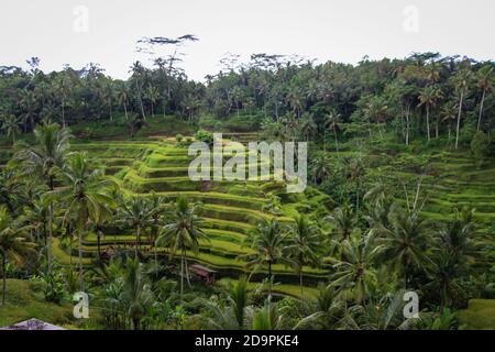 La terrasse de riz de Tegalalang est l'un des objets touristiques célèbres À Bali situé dans le village de Tegalalang au nord d'Ubud Bali présenté par l'incroyable rice te Banque D'Images