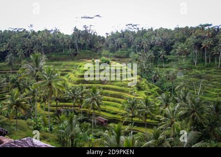 La terrasse de riz de Tegalalang est l'un des objets touristiques célèbres À Bali situé dans le village de Tegalalang au nord d'Ubud Bali présenté par l'incroyable rice te Banque D'Images