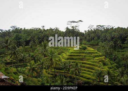 La terrasse de riz de Tegalalang est l'un des objets touristiques célèbres À Bali situé dans le village de Tegalalang au nord d'Ubud Bali présenté par l'incroyable rice te Banque D'Images