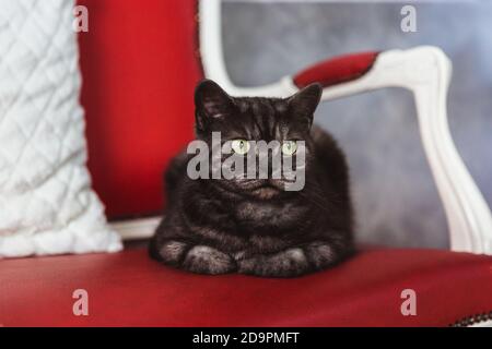 Le chat de race britannique est coloré gris-fumé sur un canapé rouge Banque D'Images