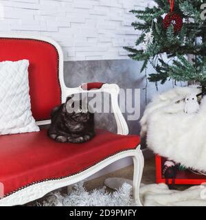 Le chat de race britannique est coloré gris-fumé sur un canapé rouge Banque D'Images