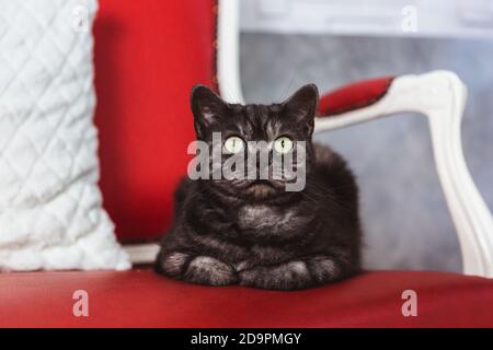 Le chat de race britannique est coloré gris-fumé sur un canapé rouge Banque D'Images