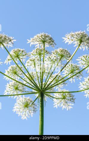 Heracleum mantegazzianum, Hogweed, Apiaceae, cartwheel-fleur, persil de vache géant ou Parsnip sauvage, hogsbane, rhubarbe sauvage, Allemagne, Europe occidentale Banque D'Images