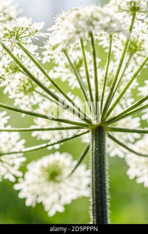 Heracleum mantegazzianum, Hogweed, Apiaceae, cartwheel-fleur, persil de vache géant ou Parsnip sauvage, hogsbane, rhubarbe sauvage, Allemagne, Europe occidentale Banque D'Images