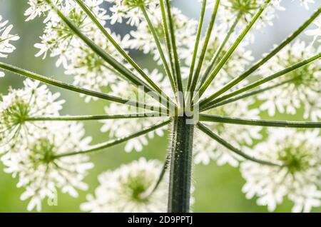 Heracleum mantegazzianum, Hogweed, Apiaceae, cartwheel-fleur, persil de vache géant ou Parsnip sauvage, hogsbane, rhubarbe sauvage, Allemagne, Europe occidentale Banque D'Images