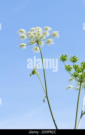 Heracleum mantegazzianum, Hogweed, Apiaceae, cartwheel-fleur, persil de vache géant ou Parsnip sauvage, hogsbane, rhubarbe sauvage, Allemagne, Europe occidentale Banque D'Images