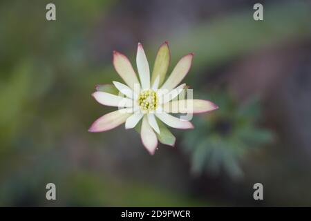 calico aster fleur tête étonnante en fleur Banque D'Images