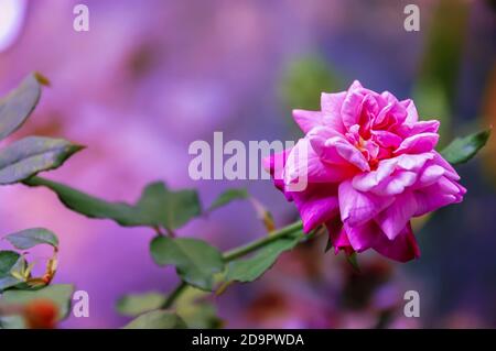 Un gros plan d'une rose rose dans un jardin à la maison. Banque D'Images