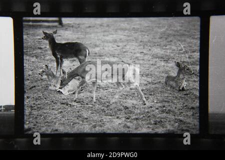 Belle photographie en noir et blanc vintage des années 1970 du pâturage des cerfs sur le terrain. Banque D'Images