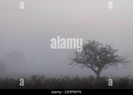 Un arbre isolé apparaît dans le germe tôt le matin d'un Bushy Park, à l'ouest de Londres Banque D'Images