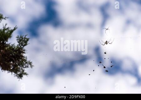 Un couple d'araignée de jardin noire et jaune, Argiope aurantia, repose sur la toile qu'ils ont tissée entre les branches d'un arbre. Banque D'Images