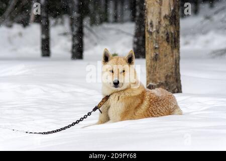 Chien Laika en hiver sur une chaîne dans une forte chute de neige. Taïga de Sibérie Banque D'Images