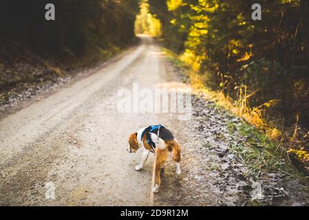 Chien Beagle tirant sur la laisse dans la forêt ensoleillée sur le chemin. Banque D'Images