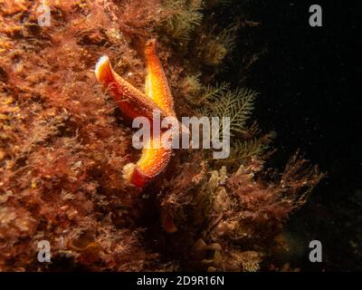 Un gros plan d'une étoile commune, d'une étoile commune de mer ou d'une étoile de sucre, Asterias Rubens. Photo des îles Weather, mer de Skagerack, Suède Banque D'Images