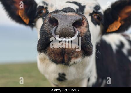 Vache tachetée au nez percé en Normandie Banque D'Images