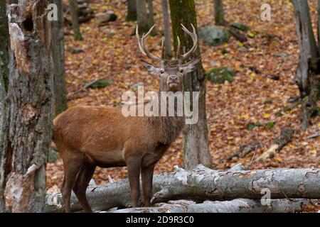 Un jeune wapiti de taureau dans les bois regardant le appareil photo Banque D'Images