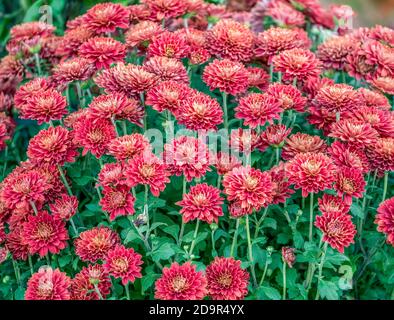 Grand bouquet de fleurs de Zinnia elegans rouge ou de fleurs de zinnia communes. Banque D'Images