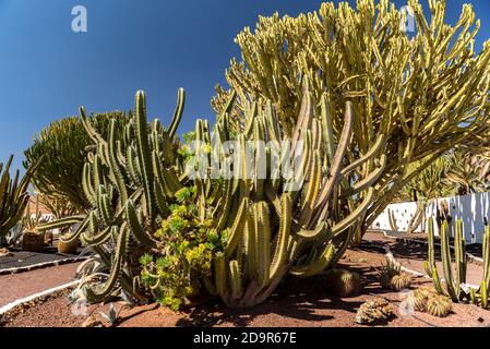 Antigua, Fuerteventura, Espagne : 2020 octobre 4 : Cactus dans le jardin du Museo del Queso Majorero à Antigua, Fuerteventura en Espagne en été. Banque D'Images