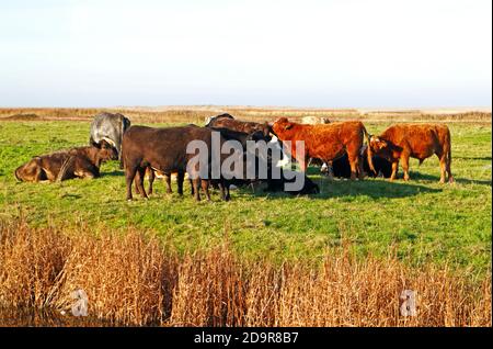 Un petit troupeau de bovins sur les marais de pâturage près de la route côtière A149 dans le nord du Norfolk à Salthouse, Norfolk, Angleterre, Royaume-Uni. Banque D'Images