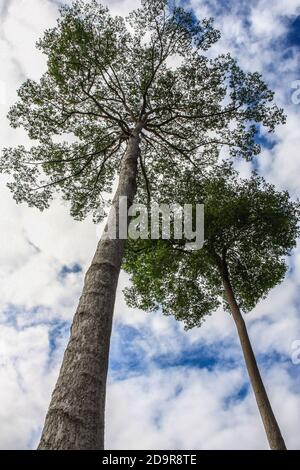 Arbres en caoutchouc sauvage dans le ciel et nuages arrière-plan Banque D'Images